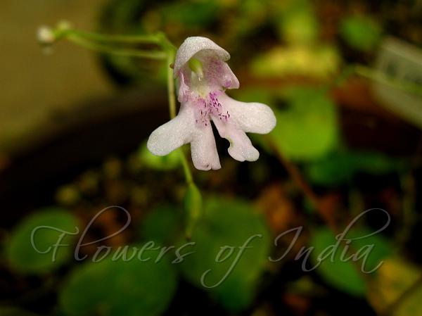 Wide-Horned Balsam